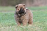CHOW CHOW 321